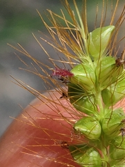 Setaria pumila