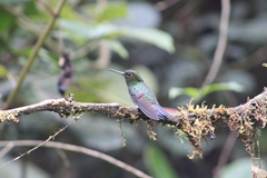 Haplophaedia aureliae