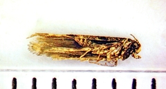 Aristotelia rubidella