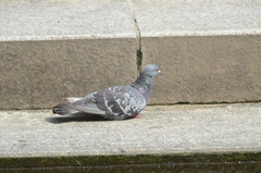 Columba livia