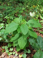 Callicarpa americana