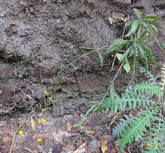 Sonchus hierrensis