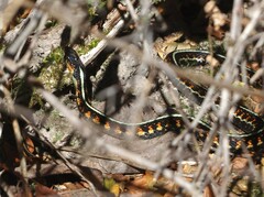 Thamnophis sirtalis concinnus