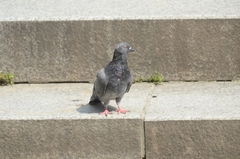 Columba livia