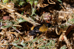 Dasymutilla californica