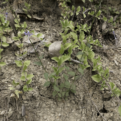 Campanula prenanthoides