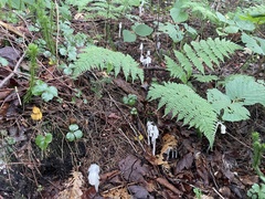 Monotropa uniflora
