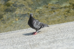 Columba livia