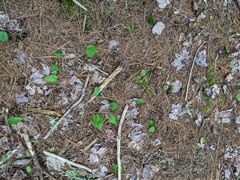 Maianthemum canadense