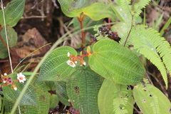 Miconia araguensis