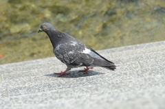 Columba livia