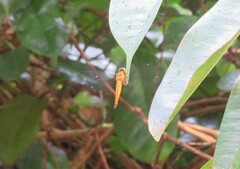 Orchithemis pulcherrima