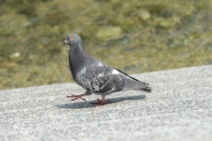 Columba livia