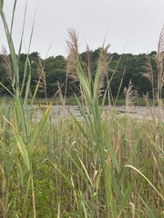Phragmites australis australis