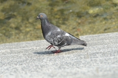 Columba livia