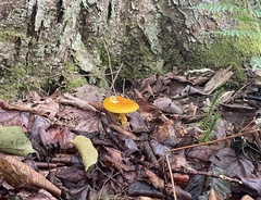 Amanita flavoconia