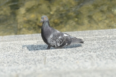Columba livia