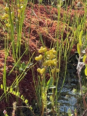 Scheuchzeria palustris