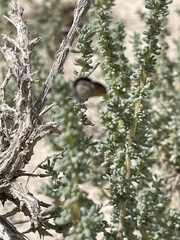Brephidium exilis