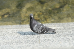 Columba livia