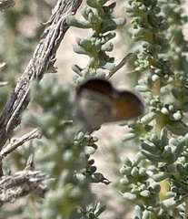 Brephidium exilis