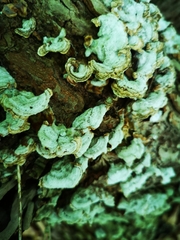 Trichaptum abietinum