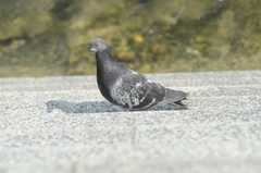Columba livia