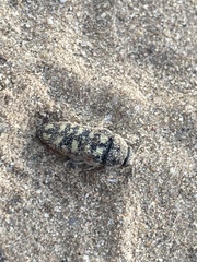 Acmaeodera gibbula