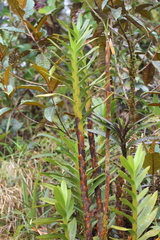 Maxillaria