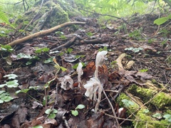 Monotropa uniflora