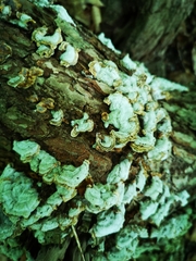 Trichaptum abietinum