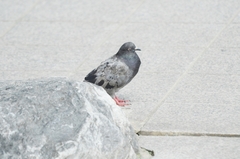 Columba livia