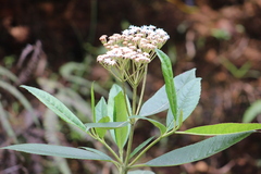 Stevia lucida
