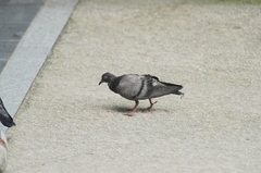 Columba livia