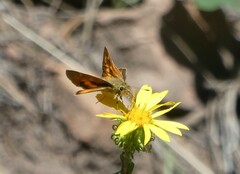 Ochlodes sylvanoides