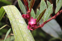 Columnea purpurata