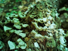 Trichaptum abietinum