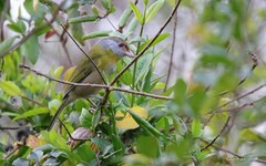 Cyclarhis gujanensis