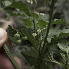 Solanum nigrum
