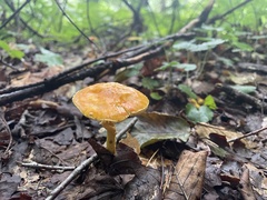 Amanita flavoconia