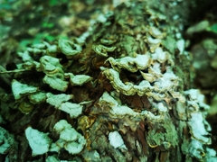 Trichaptum abietinum