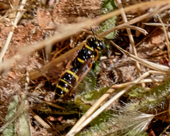 Philanthus gibbosus