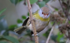 Cyclarhis gujanensis