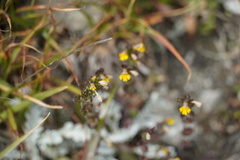 Euphrasia minima