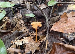 Entoloma quadratum