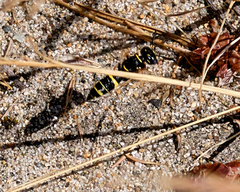 Philanthus gibbosus