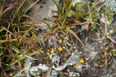 Euphrasia minima
