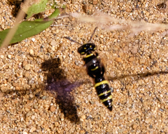 Philanthus gibbosus