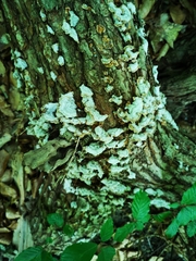 Trichaptum abietinum