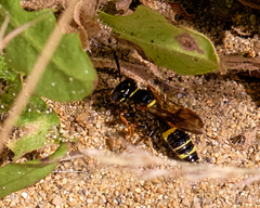 Philanthus gibbosus